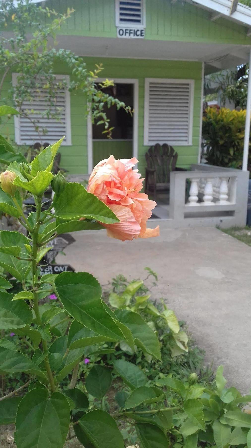 Roots Bamboo Beach Resort Negril Bagian luar foto